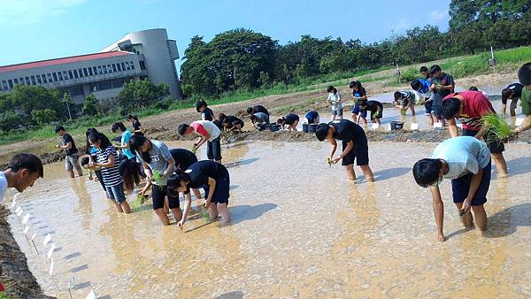 20150917 水田整地、插秧