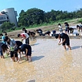 20150917 水田整地、插秧