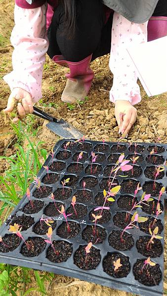 20151014 移植紅藜苗