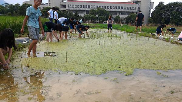 20151015 補植水稻