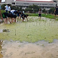 20151015 補植水稻