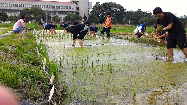 20151015 補植水稻