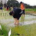 20151015 補植水稻