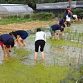 20151015 補植水稻
