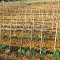 20151029移苗、除草、搭竹架