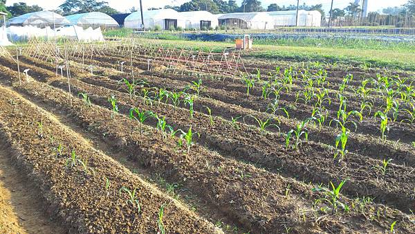 20151029移苗、除草、搭竹架