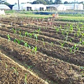 20151029移苗、除草、搭竹架