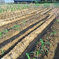 20151029移苗、除草、搭竹架