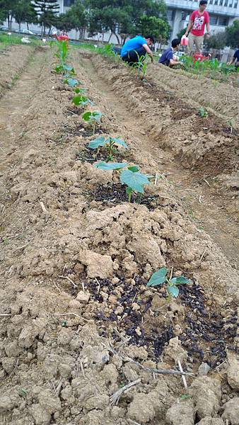 20151029移苗、除草、搭竹架