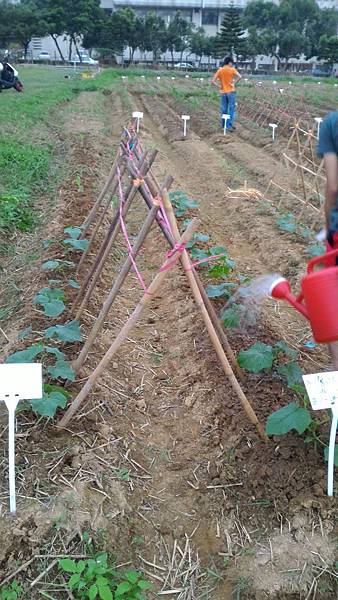 20151029移苗、除草、搭竹架