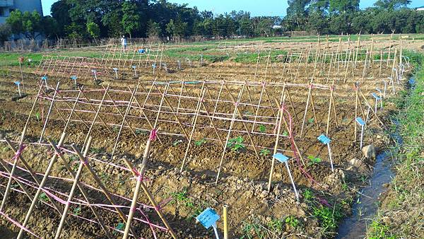 20151029移苗、除草、搭竹架