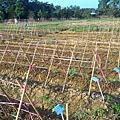 20151029移苗、除草、搭竹架