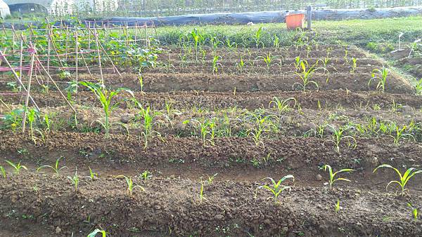 20151113 小黃瓜與玉米生長