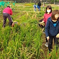 20160107 水稻收穫