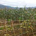 20151224 小黃瓜採收