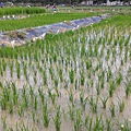 20160412 水稻生長