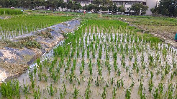 20160412 水稻生長