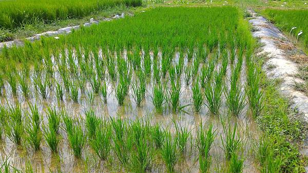 20160421 水稻栽培