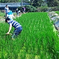 20160426 水稻栽培