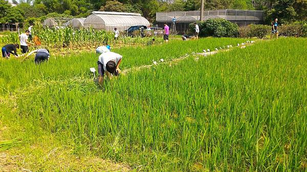 20160421 水稻栽培