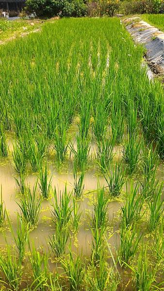 20160421 水稻栽培