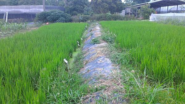 20160503水稻栽培
