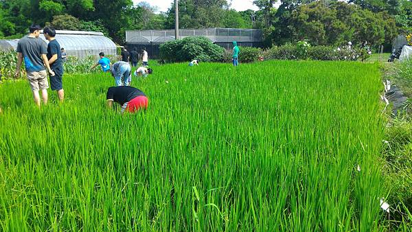 20160510  水稻栽培