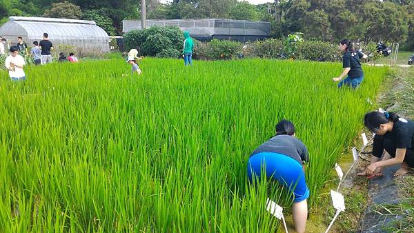 20160510  水稻栽培