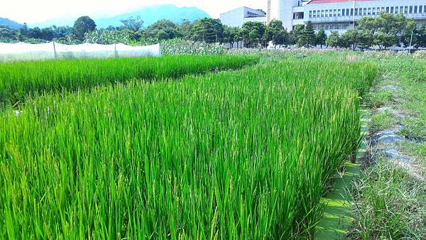 20160524 水稻管理