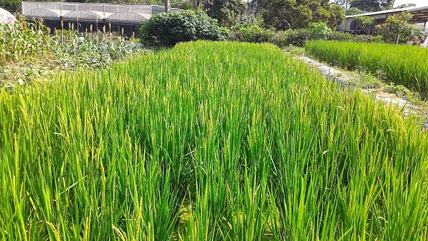 20160524 水稻管理