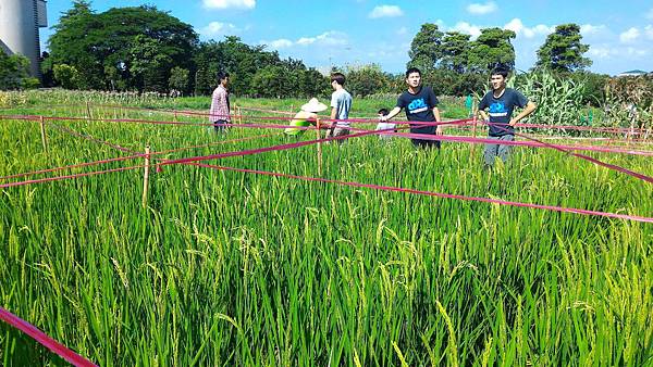 20160531 水稻管理