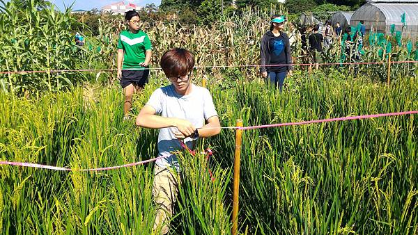 20160531 水稻管理