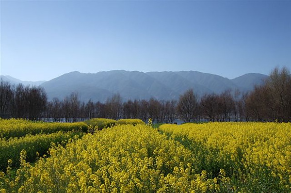 036蒼山洱海與油菜花.jpg