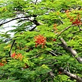 新臨安橋與鳳凰木-010.JPG