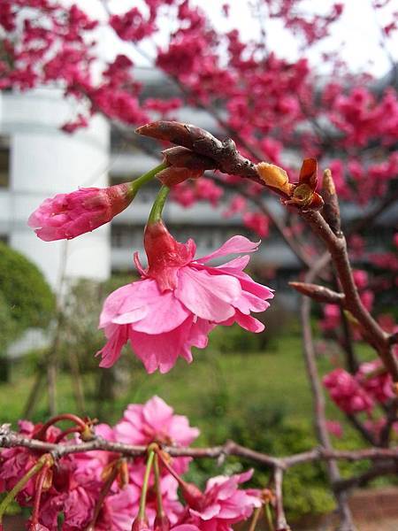 12790194_568198639997003_34511797_o.jpg 12790194_568198639997003_34511797_o.jpg