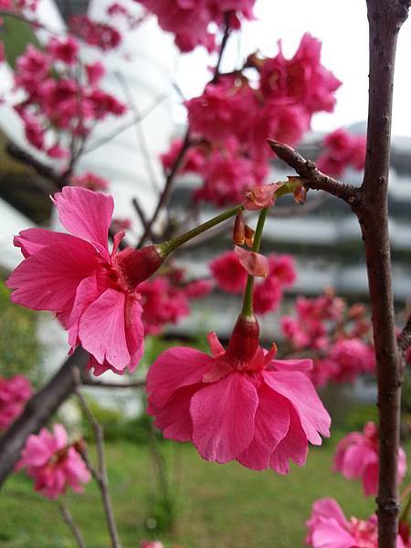 12837249_568198469997020_1931475721_o.jpg 12837249_568198469997020_1931475721_o.jpg