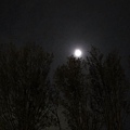 樹梢矇月.JPG