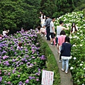 2016竹子湖繡球花_008