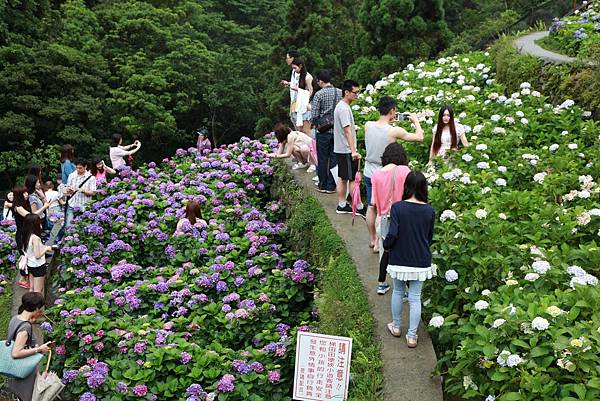 2016竹子湖繡球花_008.jpg