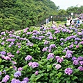 2016竹子湖繡球花_023.jpg