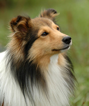 Shetland-Sheepdog-3.jpg