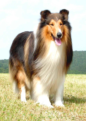 collie03vp8.jpg