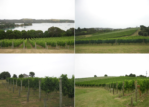 080105 Waiheke Island (下) (5)