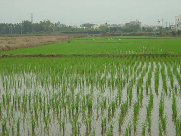 200902ㄧ望無際的田園景色