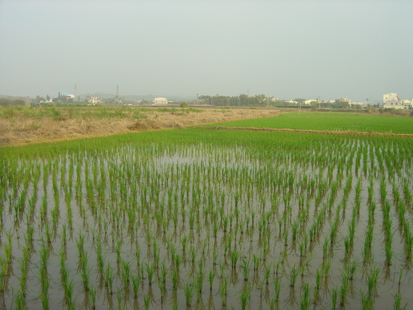 200902ㄧ望無際的田園景色