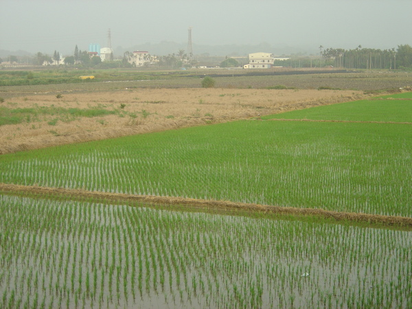 200902ㄧ望無際的田園景色