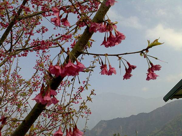 山櫻花盛開中