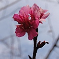 霧台櫻花