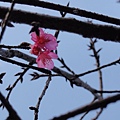 這個季節, 我拍下我的第一朶櫻花王 !