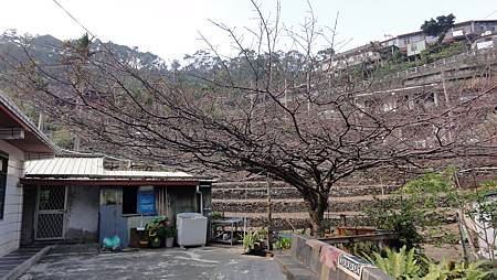 櫻花王, 枝上是满满的花苞芽.